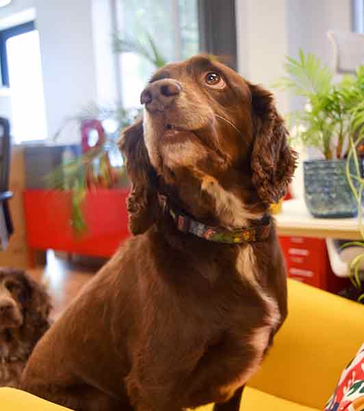 office good boy