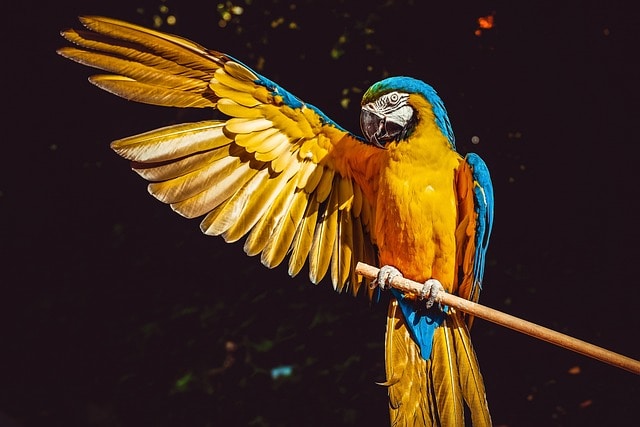 Brightly coloured parrot