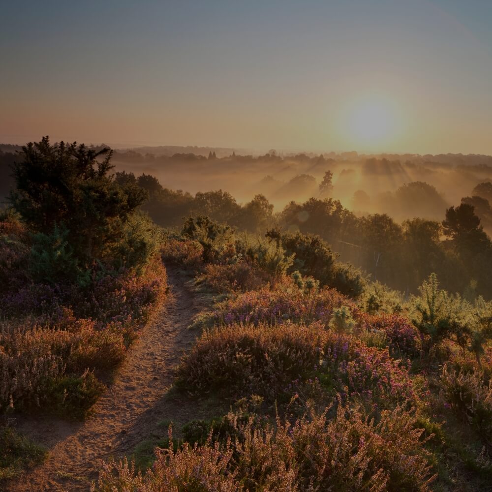 Surrey