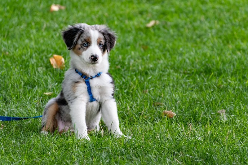 Small white puppy standing on green grass.