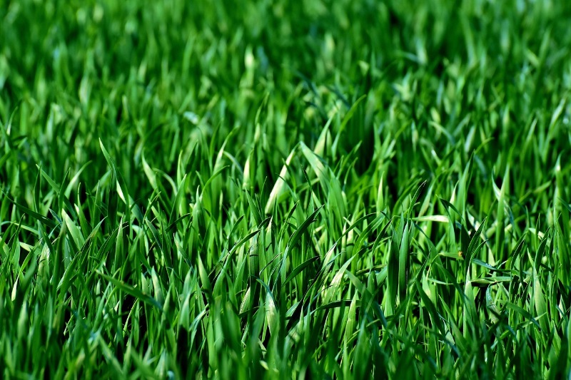 Close-up of vibrant green grass lawn turf.