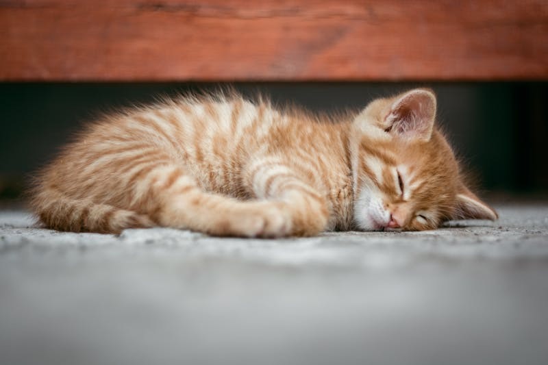 Small ginger kitten lying on a soft surface.