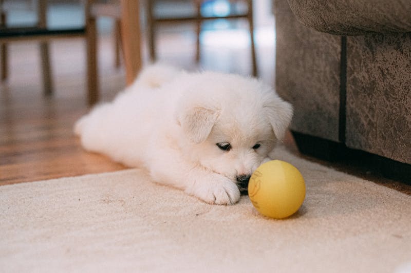 Cute puppy playing indoors with a yellow ball.