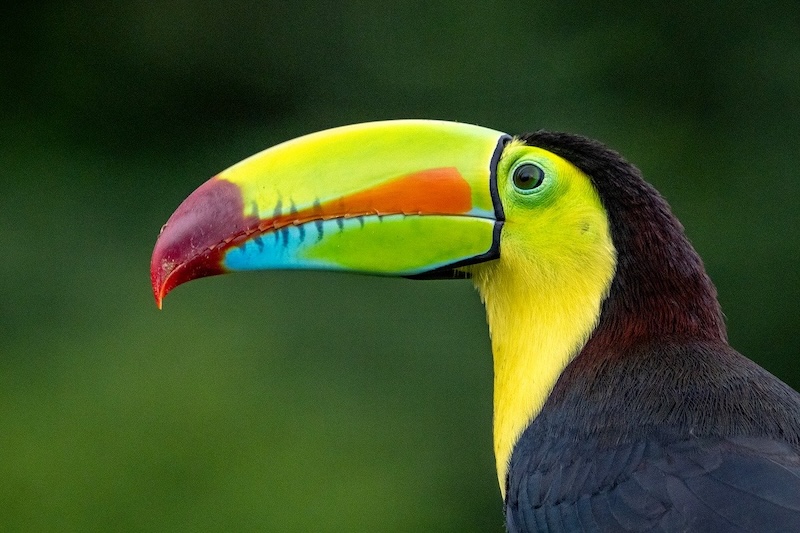 tropical bird